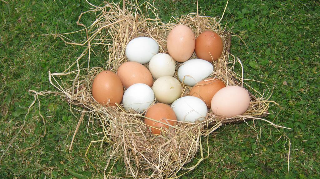Hollamoor Farm Bed and Breakfast Μπάρνστεϊπλ Εξωτερικό φωτογραφία