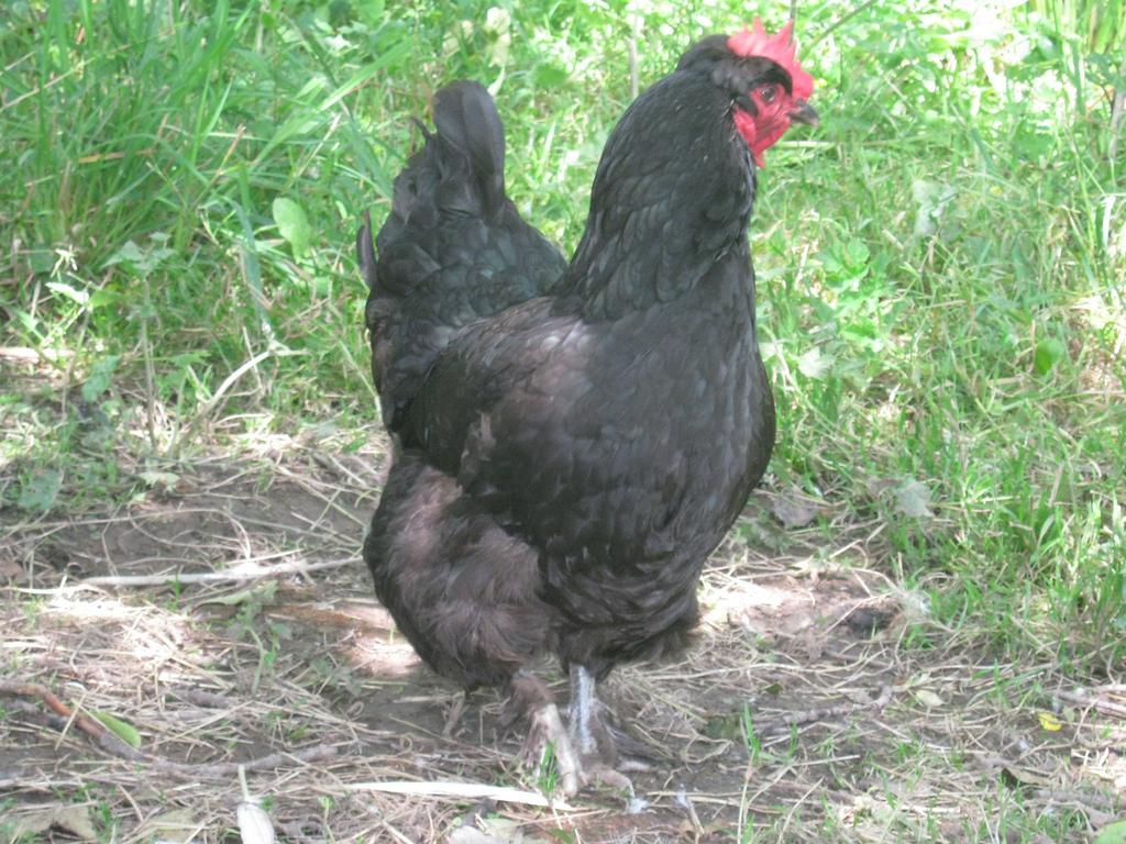 Hollamoor Farm Bed and Breakfast Μπάρνστεϊπλ Εξωτερικό φωτογραφία